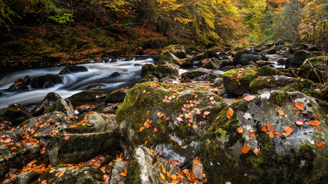 The Hermitage Forest